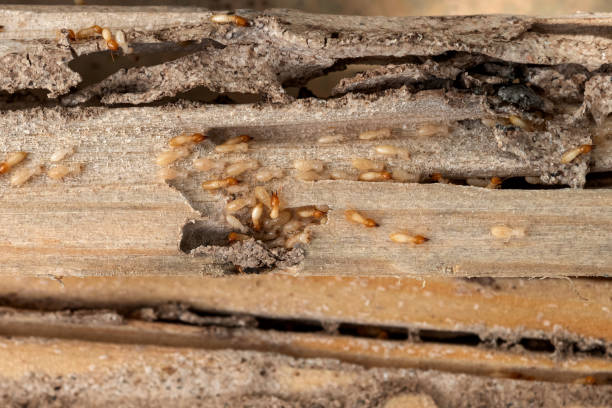 Best Best Pest Control Companies  in Manawa, WI